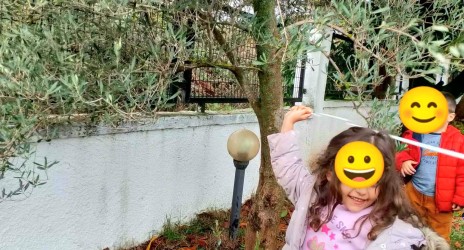 Η ελιά του τόπου μας – Μαθαίνουμε από τη φύση και την παράδοση