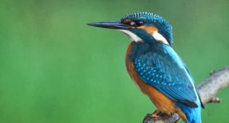 Ο μύθος της Αλκυόνης μας κράτησε συντροφιά!