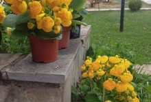 18596899_10154625341775878_721694171_o