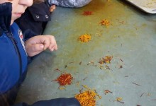 23222976_10155076572285878_1274658873_o