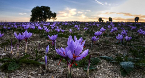 Ο κρόκος, το χρυσάφι της ελληνικής γης!