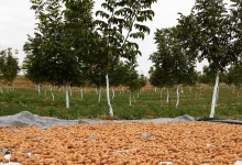 43074536_1369126696557687_7901621556890042368_n