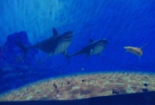 45510782_361399821295561_2345941433774505984_n