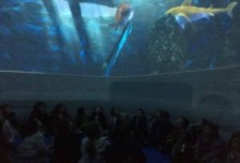 45510955_508539329625416_469804709910151168_n