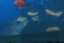 45513738_2177426859170896_2831057873893588992_n