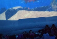 45660995_485719845281195_4896821290821746688_n