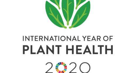 Προστατεύοντας τα φυτά