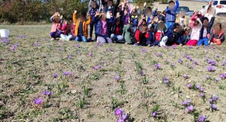 Κρόκος ο ήμερος (Crocus sativus) και αλλα παιχνιδίσματα💡