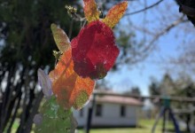 490342237_1150970610159472_4128772946755085931_n