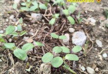 502510167_1187567126499820_8327737172536374659_n